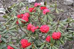 Rhododendron barbatum